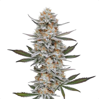 Samen 3x Chemdog #4 feminisiert Blimburn